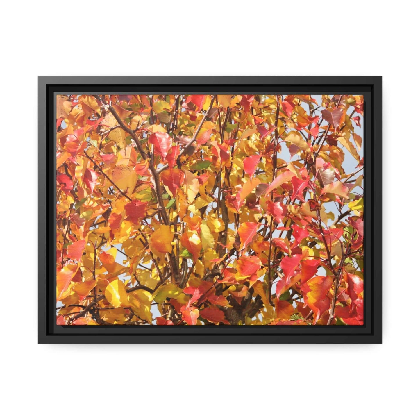 Autumn leaves Photo Canvas with Black Frame Canvas JSCHAFFA.com