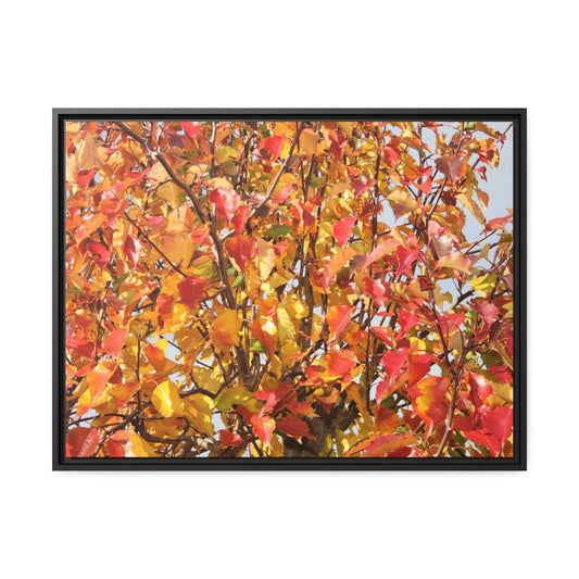 Autumn leaves Photo Canvas with Black Frame Canvas JSCHAFFA.com