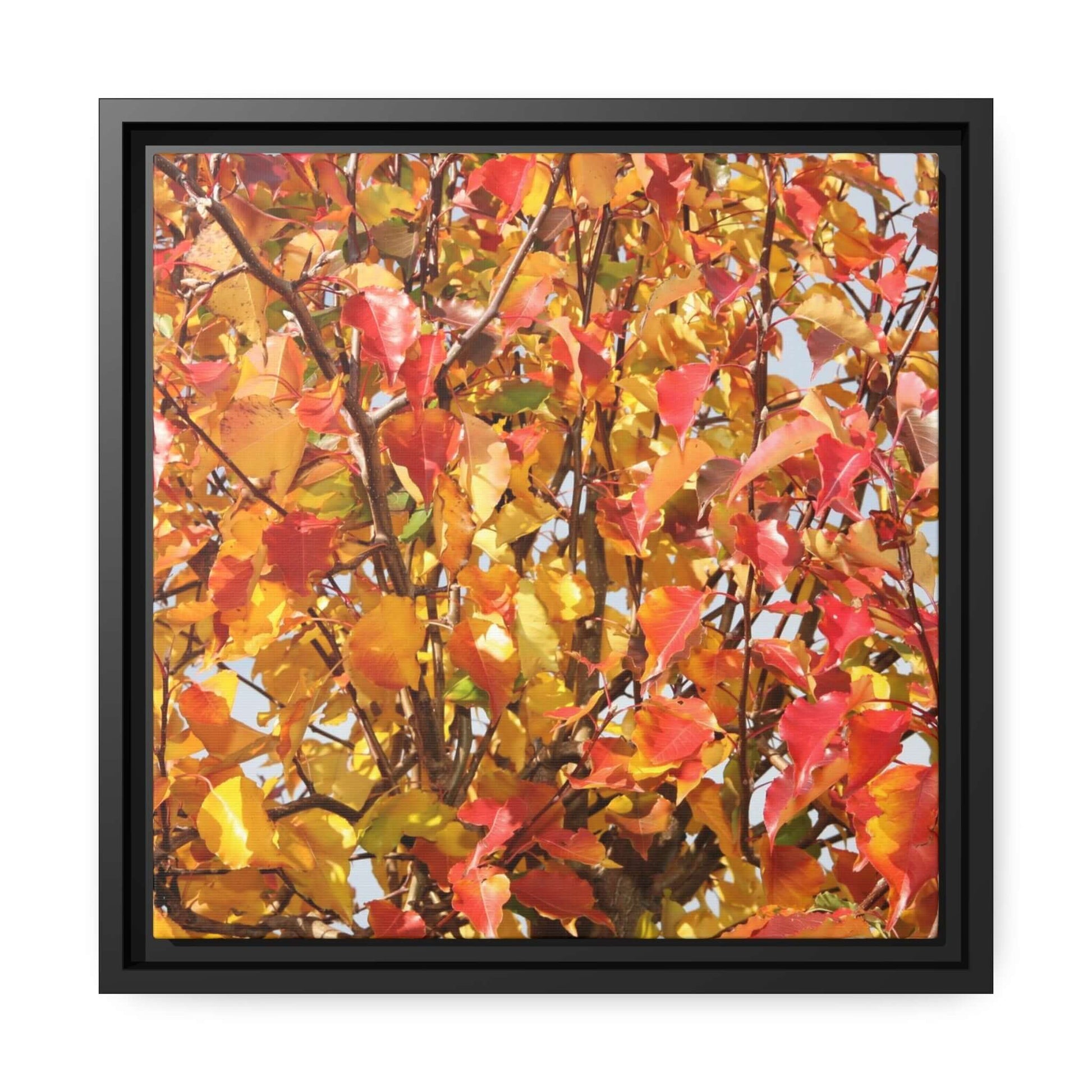 Autumn leaves Photo Canvas with Black Frame Canvas JSCHAFFA.com