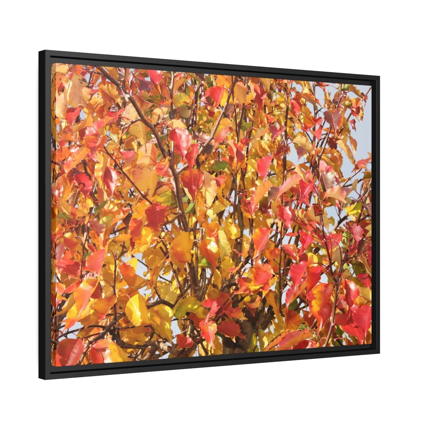 Autumn leaves Photo Canvas with Black Frame Canvas JSCHAFFA.com