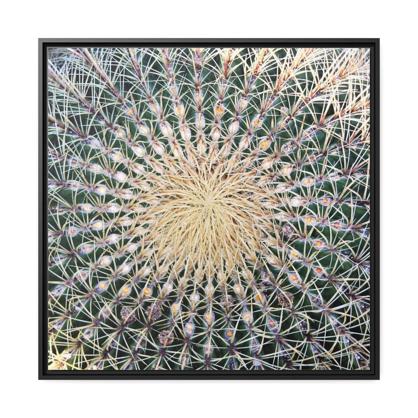 Cactus Wall aArt Matte Canvas With Black Frame Wall art JSCHAFFA.com